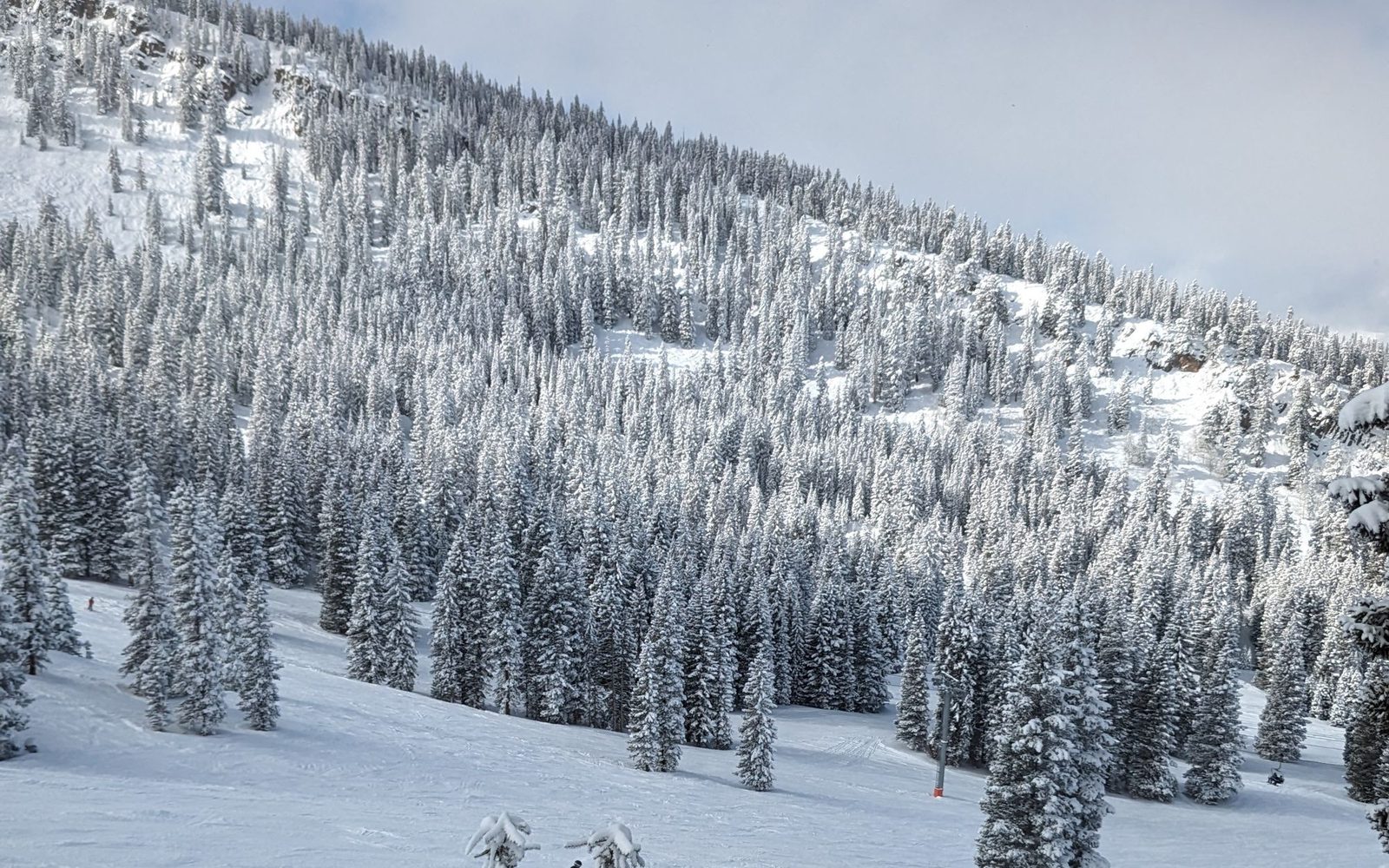 Snow-covered evergreen forest in the San Juan Mountains